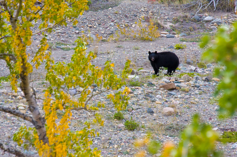 Black Bear